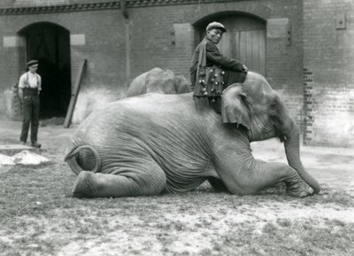 Éléphant birman femelle Mo Gay Ko avec l